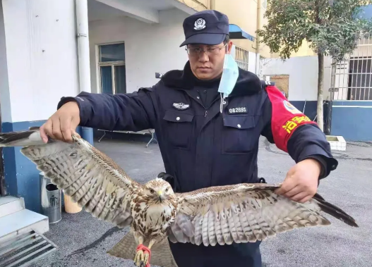 蚌埠民警救助一只受伤鸡鹰属国家二级保护动物